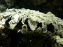 12- Bivalve, nacre - Ilot Maitre